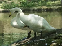 Wilde zwaan [Cygnus cygnus]